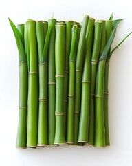 Obraz premium Fresh Green Bamboo Stalks