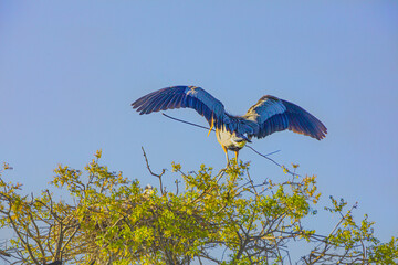 blue heron in flight
