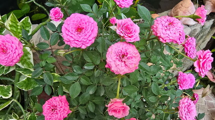Fairy Rose blooms bright pink. Rosa chinensis Jacq. var. minima Voss is in the Rosaceae family....