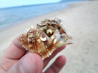 A Hand Holding a Small Seashell on a Sandy Beach with the Ocean in the Background on a Calm Day
