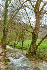Fototapeta premium Rushing Turquoise Stream Flowing Through Lush Greenery with Frothy White Water Surrounded by Verdant Plants and Grasses in a Serene Natural Setting.