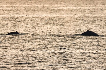 Fototapeta premium Kona, Hawai'i, USA