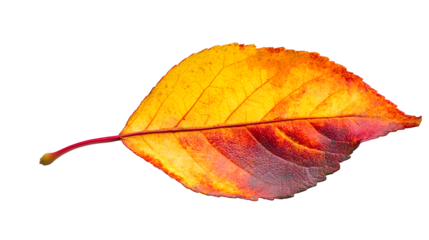 Autumn leaf vibrant colors half yellow half red natural beauty isolated on a white background