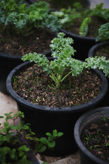 Fresh green kale plant in black pot with soil and other plants nearby