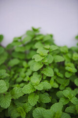 Fresh green mint leaves growing in lush garden setting