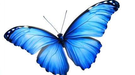 Vibrant Blue Butterfly with Detailed Wings Against a Clean White Background