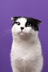 A stylish black and white cat on a purple background. Its curious gaze and sleek fur make it stand out, as if ready to share wisdom or demand a treat
