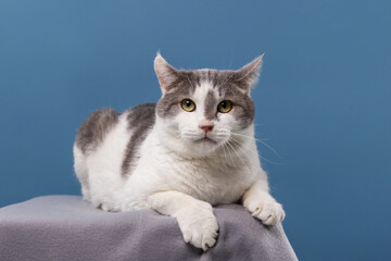 Elegant gray and white cat posing like royalty calm, confident, and absolutely adorable.