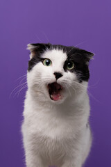 Expressive black and white cat caught mid-meow surprised, sassy, or just full of opinions