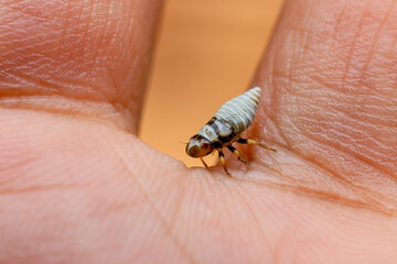 selective focus cute white insect larva Closeup baby insect on hand