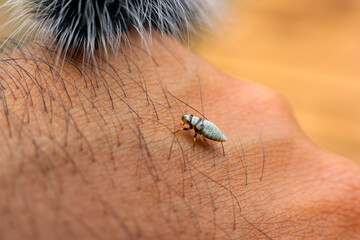 selective focus cute white insect larva Closeup baby insect on hand