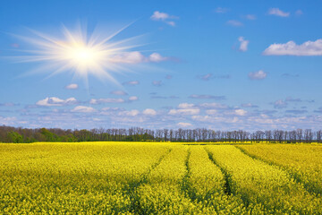 Rapeseed Field with Lone Cloud