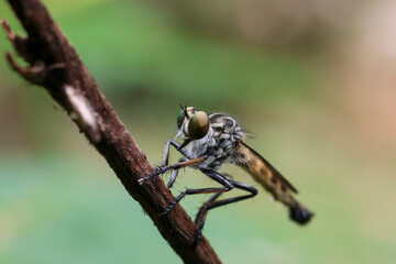 close-up Robber flies, beautiful big eyes, perched on a branch, green nature background, amazing little insect creatures when viewed up close Neoitamus