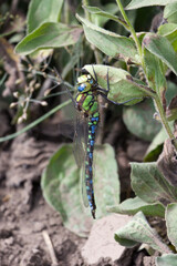 Blaugr&uuml;ne Mosaikjungfer an einer verwelkten Blume.