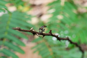 close-up Robber flies, beautiful big eyes, perched on a branch, green nature background, amazing little insect creatures when viewed up close Neoitamus