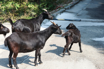 a group of black goats walking along the path in outdoor daytime