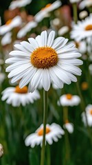 Obraz premium Large chamomile flowers in the garden. Medicinal plant. Small depth of field.