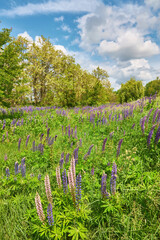 Lupine Field Under Cloudy Sky