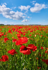 Vibrant Red Poppies in Bloom