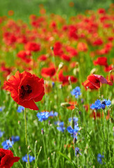 Fototapeta premium Red Poppy in a Sea of Green