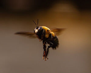 Close up of a carpenter bee flying in place