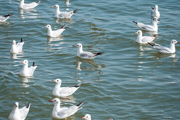Seagulls roaming the water