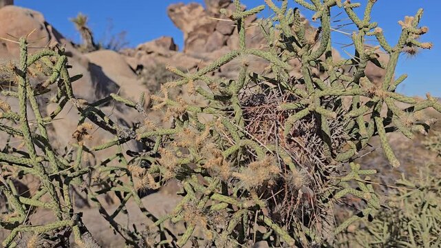 Thorny bird nest in middle of pencil cholla cactus.