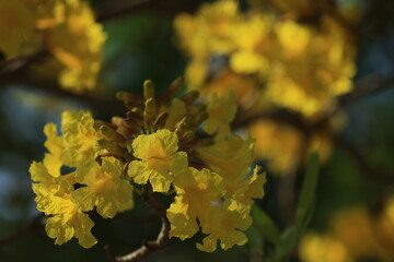 Caribbean trumpet-tree (Tabebuia aurea) 
Beautiful flowers of Thailand in the Kasetsart University Kamphaeng Saen campus ,Thailand