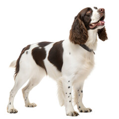 English Springer Spaniel AI Generated Image