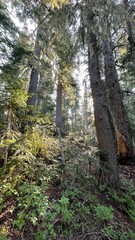 morning sun ray streaming through pine forest at Forest Lake Mount Rainier National Park