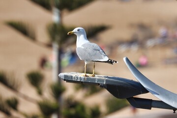 Essaouira, Morocco