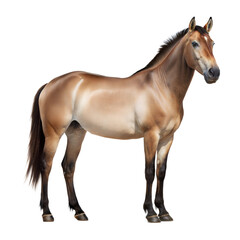 Obraz premium Equus Giganteus AI Generated Image