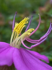 Naklejka premium close up of purple flower showing botanical structures 