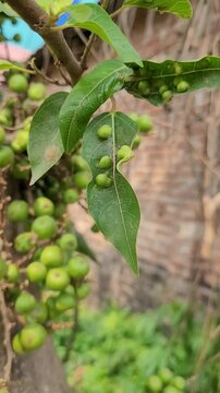 small tree growup into nature