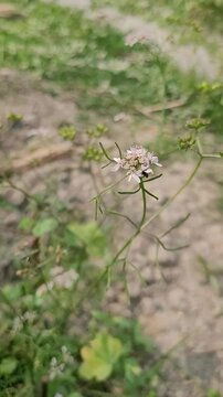 small tree growup into nature