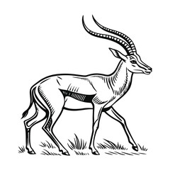African antelope vector illustration, hand drawn style, monochrome design, detailed vector, isolated on a white background