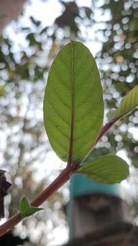 small tree growup into nature