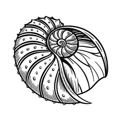 Obraz premium Seashell vector illustration, line drawing style, monochrome design, detailed vector, isolated on a white background