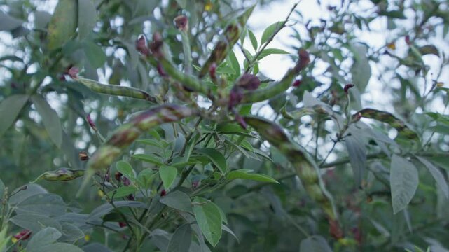 A Closeup of a cluster of pigeon peas fruit (Legume) with green leaves in the garden under a blurry sky