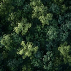Scenic aerial view of endless tree canopies covering remote natural landscapes high resolution wallpaper