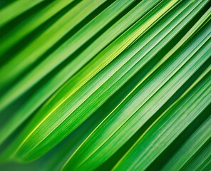Closeup of a Green Palm Leaf Texture with Natural Light