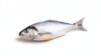 Obraz premium Fresh whole fish on a white background