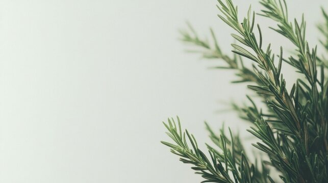 Close-up of a rosemary sprig.