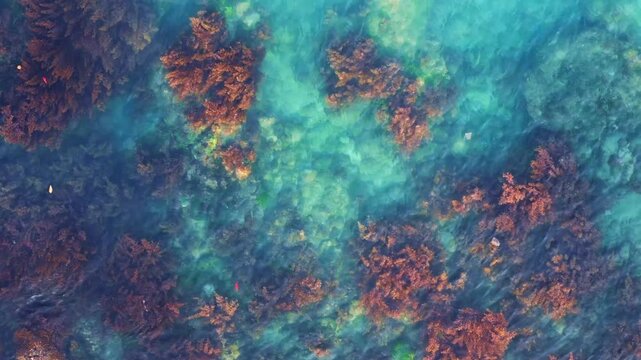 Aerial top-down view reveals intricate patterns of brown seaweed and algae formations beneath the clear turquoise surface of the ocean water