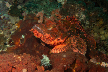 A close-up picture of the head of a red scorpionfish in profile at the Verde island drop-off, Philippines