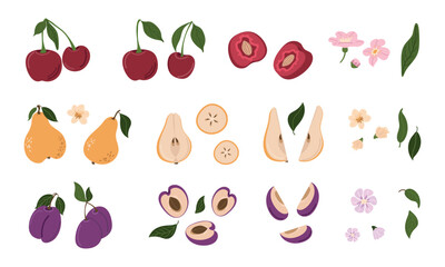 A set of berries and fruits, whole and sliced with flowers and leaves. Cherry, pear, plum. Vector design.