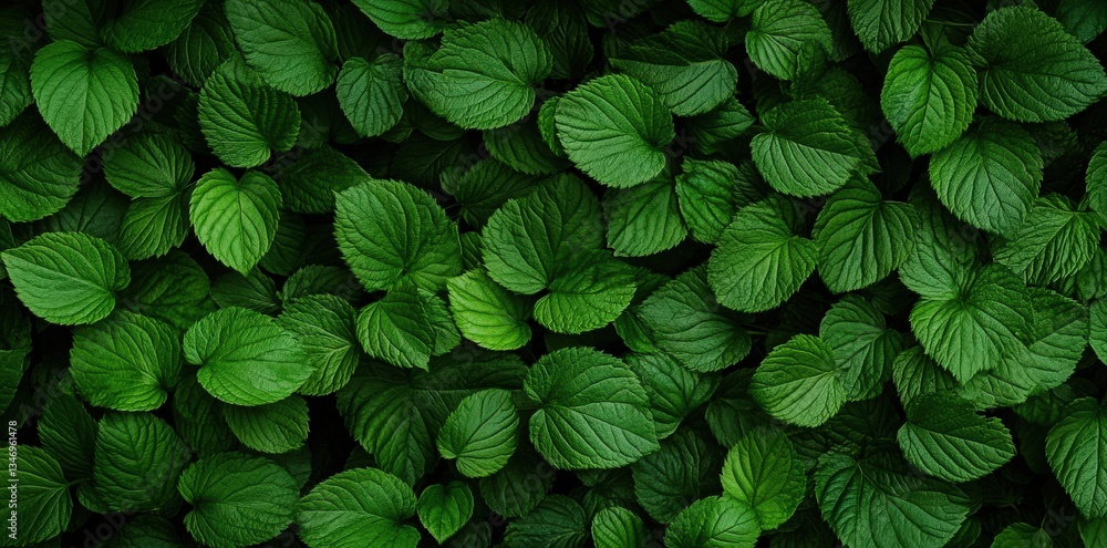 Poster a lush green display of overlapping leaves, creating a vibrant and textured surface that evokes a se
