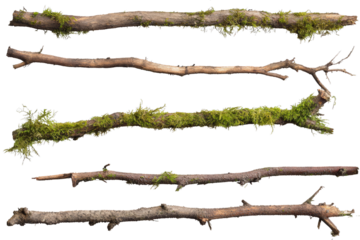 Collection of tree branches featuring vibrant moss, suitable for diverse artistic and design applications. Perfect for nature-themed decorations or creative projects in various settings