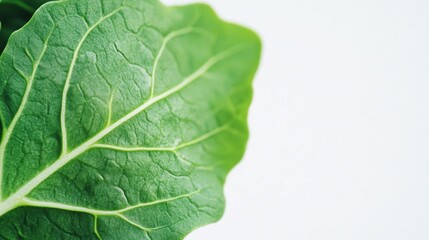 Closeup of a fresh arugula leaf.