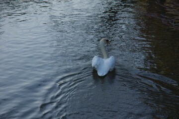 倉敷美観地区　春宵まつりの一日